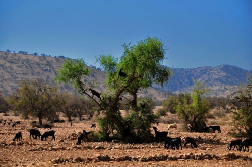 137 20170920 morocco tiout