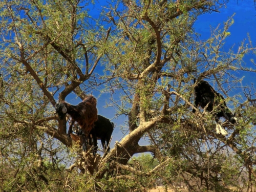 138 20170920 morocco tiout