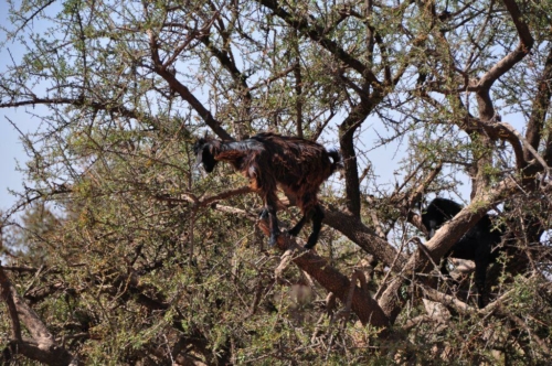 139 20170920 morocco tiout