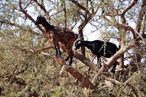 140 20170920 morocco tiout