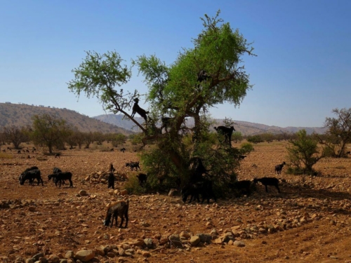 142 20170920 morocco tiout