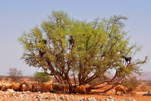 161 20170920 morocco tiout