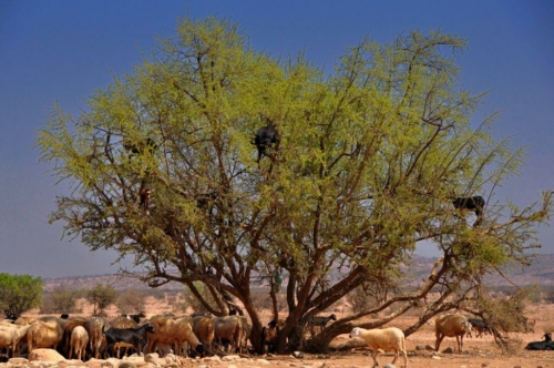 165 20170920 morocco tiout