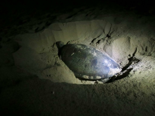 064 17 12 2017 oman rasaljinz