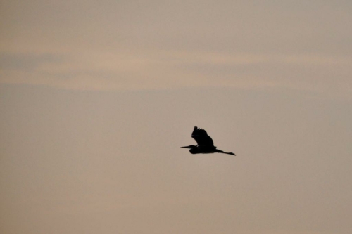 074 17 12 2017 oman rasaljinz