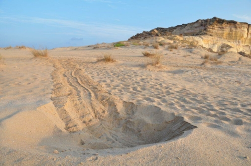 080 17 12 2017 oman rasaljinz