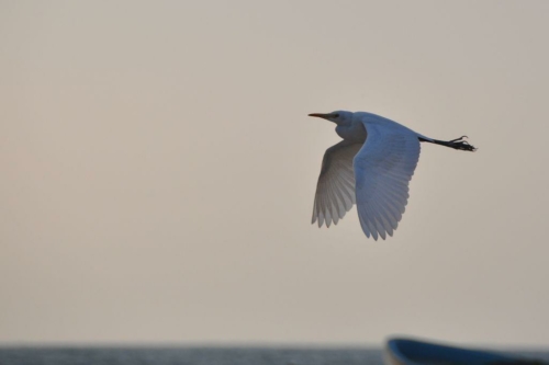 091 17 12 2017 oman rasaljinz