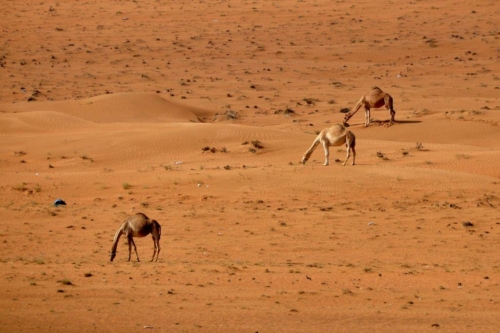 182 18 12 2017 oman wahiba