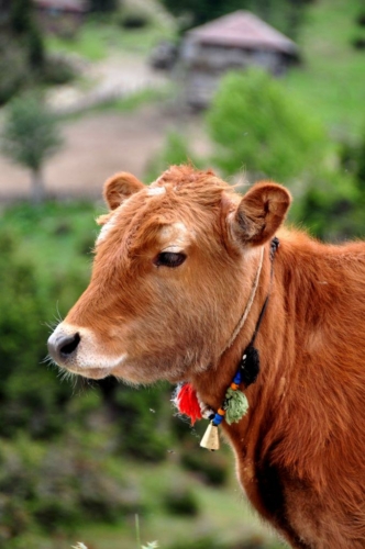 102 20190605 georgia goderzipass