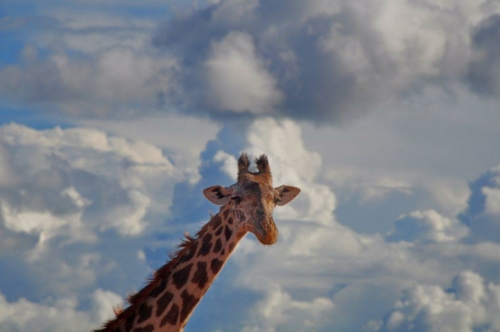 014 20191110 kenya tsavowest