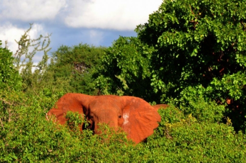 023 20191110 kenya tsavowest