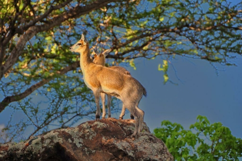 035 20191110 kenya tsavowest