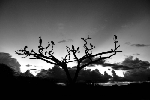 048 20191110 kenya tsavowest