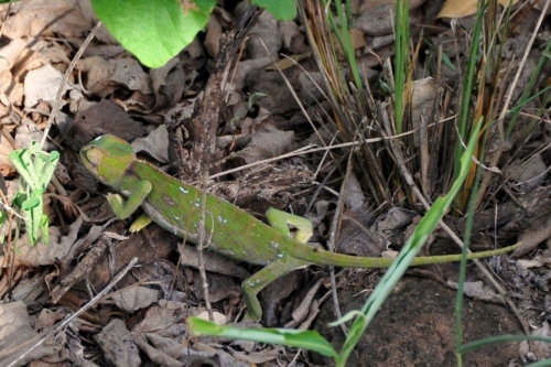 053 20191111 kenya tsavowest