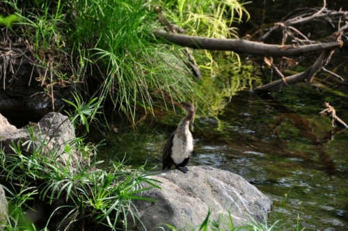 054 20191111 kenya tsavowest