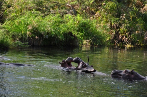 061 20191111 kenya tsavowest