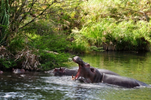 065 20191111 kenya tsavowest