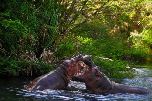 066 20191111 kenya tsavowest