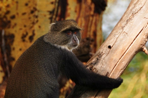 068 20191111 kenya tsavowest