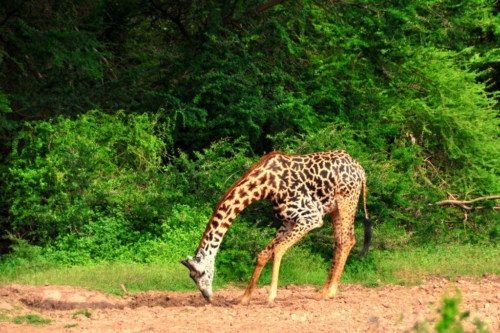 074 20191111 kenya tsavowest