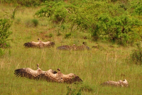 081 20191111 kenya tsavowest