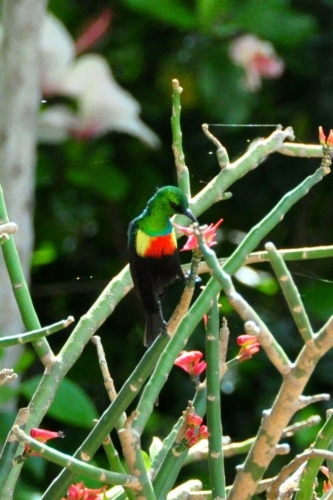 149 20191111 kenya kibo