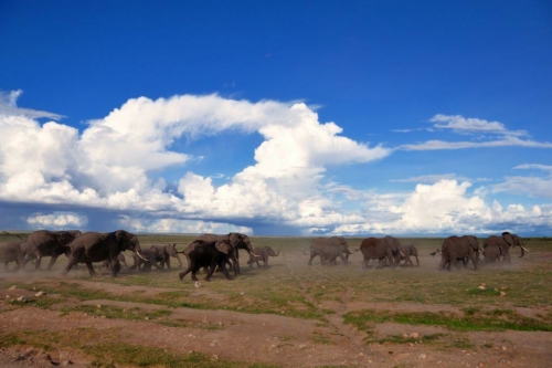 161 20191111 kenya amboseli