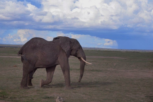 163 20191111 kenya amboseli