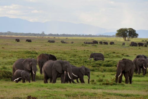 167 20191111 kenya amboseli