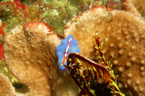 0048 20190212 philippines malapascua lapusii