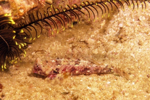 0060 20190212 philippines malapascua lapusii