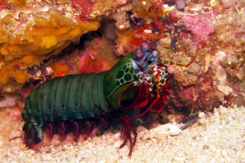 0090 20190213 philippines malapascua gatosouth