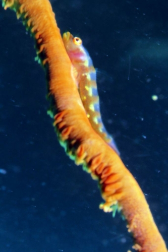 0092 20190213 philippines malapascua gatosouth