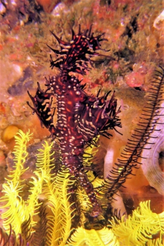 0094 20190213 philippines malapascua gatosouth