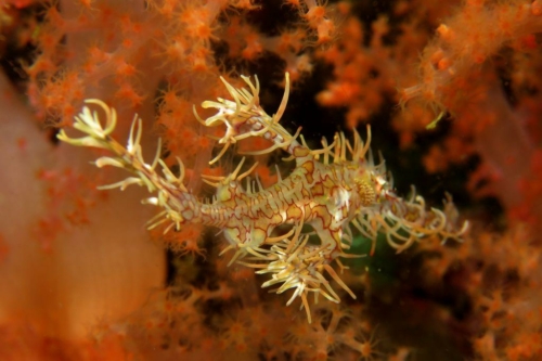 0097 20190213 philippines malapascua gatosouth