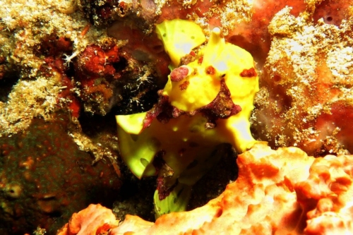 0187 20190219 philippines pescadorisland