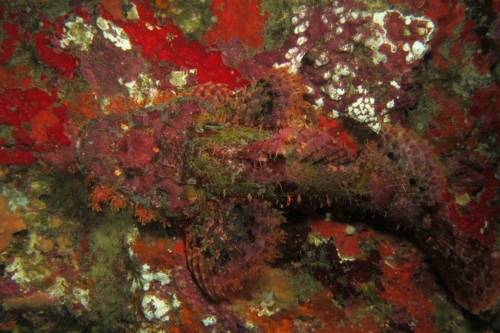 0193 20190219 philippines pescadorisland