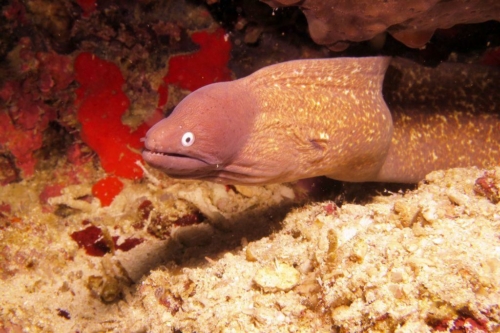 0195 20190219 philippines pescadorisland