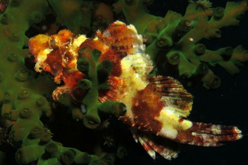 0198 20190219 philippines pescadorisland