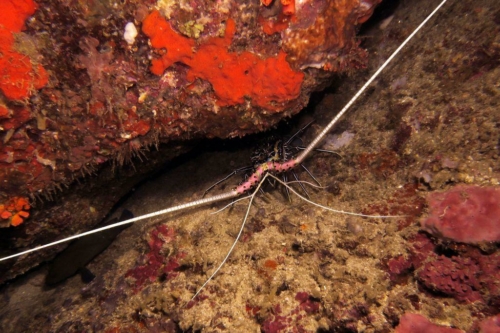 0201 20190219 philippines pescadorisland