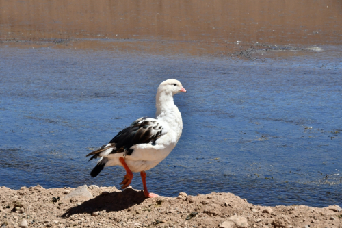 1213 Chili Atacama 20221102