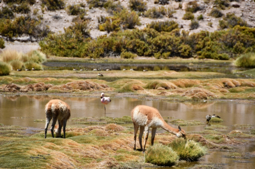 1239 Chili Atacama 20221102