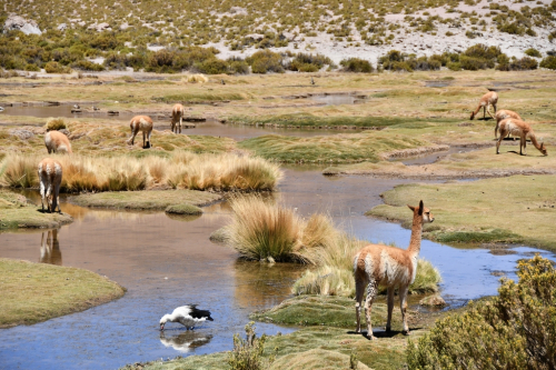 1240 Chili Atacama 20221102