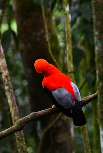 238 Colombia Jardin 20241120