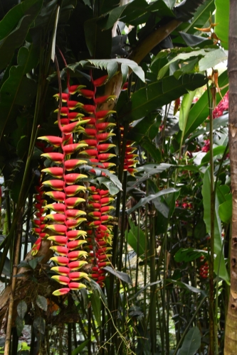 256 Colombia Jardin 20241120