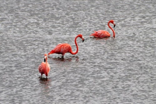 035 20170417 bonaire