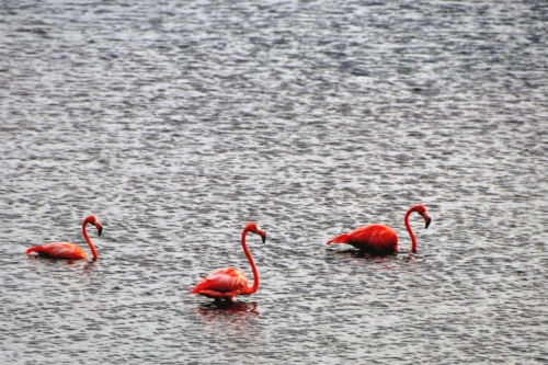 036 20170417 bonaire