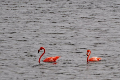 039 20170417 bonaire