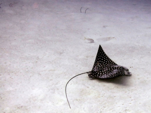 066 20170418 bonaire invisables