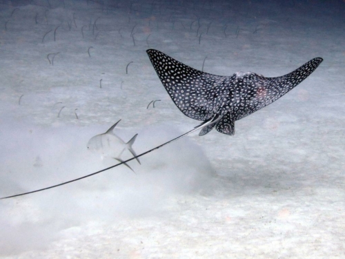 070 20170418 bonaire invisables